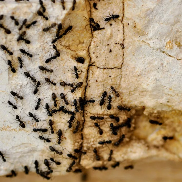 Group of black ants moving across a rock