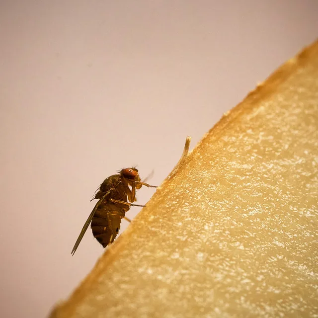 Fruit fly on the edge of a slice of fruit