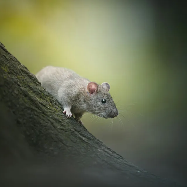 Rat climbing the side of a tree