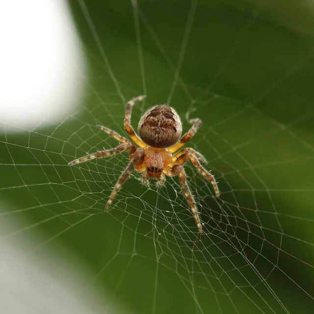 Spider resting in the centre of a web