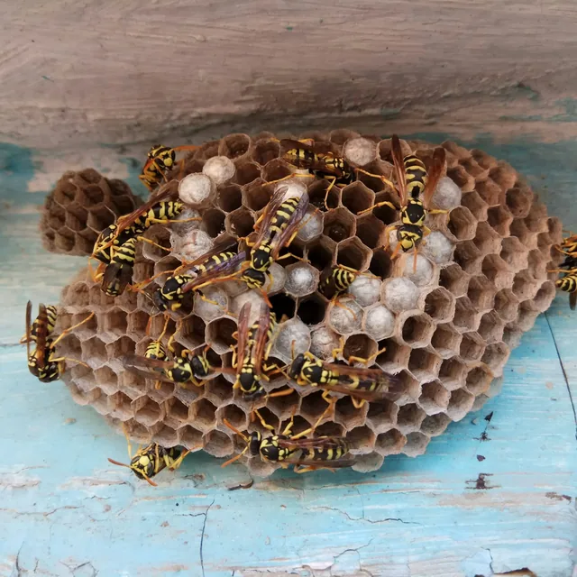 Wasps clustered on a paper nest attached to wood
