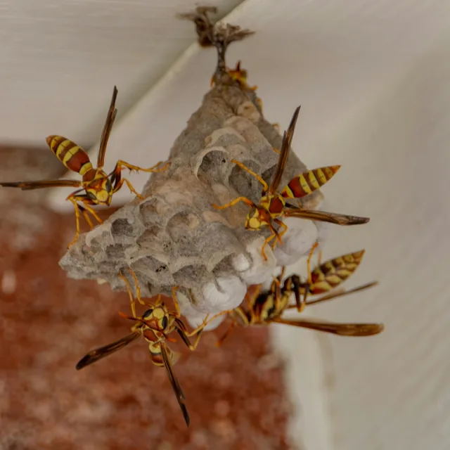 Wasps building a nest beneath a roof overhang